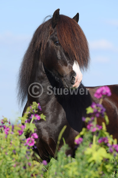 Sabine Stuewer Tierfoto -  ID168119 keywords for this image: long mane, portrait format, gaited horses, portrait, summer, sky, flowers, single, black horse, stallion, Icelandic Horse, Horses