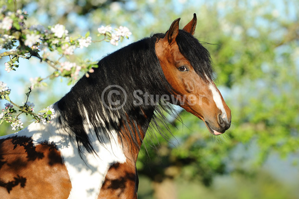Sabine Stuewer Tierfoto -  ID203076 keywords for this image: horizontal, gaited horses, portrait, spring, blossom, single, spotted horse, stallion, Mangalarga Marchadores, Horses