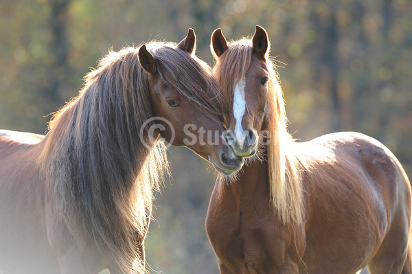 Sabine Stuewer Tierfoto -  ID212979 Stichwörter zum Bild: lange Mähne, Querformat, Freundschaft, Portrait, Herbst, Gegenlicht, beschnuppern, Paar, Fuchs, Wallach, Hengst, Paso Pferd, Paso Peruano, Pferde