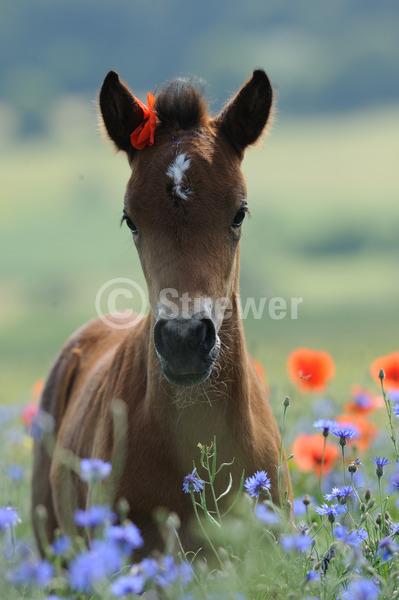 Sabine Stuewer Tierfoto -  ID270194 keywords for this image: portrait format, back light, spring, flowers, single, foal, German Riding Pony, Horses