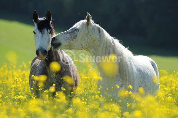Sabine Stuewer Tierfoto -  ID363300 Stichwörter zum Bild: Querformat, Freundschaft, Portrait, Gegenlicht, Frühjahr, Blumen, schmusen, beschnuppern, Paar, Schimmel, Fliegenschimmel, Apfelschimmel, Wallach, Stute, Araber, Paso Iberoamericano, Pferde