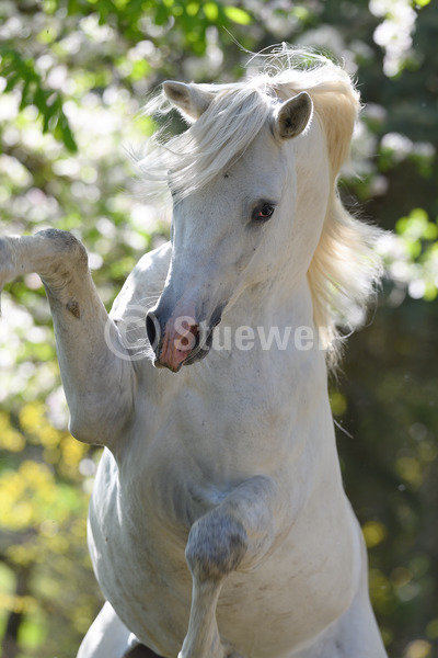 Sabine Stuewer Tierfoto -  ID490637 Stichwörter zum Bild: Pony, Portrait, Gegenlicht, Frühjahr, Blüten, steigend, einzeln, Schimmel, Hengst, Connemara, Pferde, Temperament, Verhalten, Hochformat