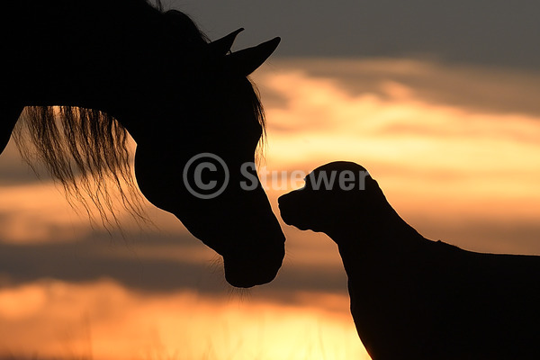 Sabine Stuewer Tierfoto -  ID881256 Stichwörter zum Bild: Querformat, mit anderen Tierarten, Silhouette, Portrait, Sommer, Abendstimmung, Himmel, Hündin, Rhodesian Ridgeback, Hunde, Querformat, Pferde und andere Tiere, Silhouette, Portrait, Sommer, Abendstimmung, Himmel, Stute, Araber, Pferde